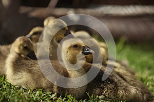 Cute ducks,Â Group of little yellow ducklings, Household